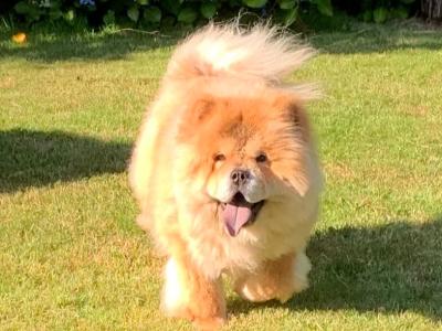 IKC Registered Chow Chows 3 years old 🐻 in Wicklow