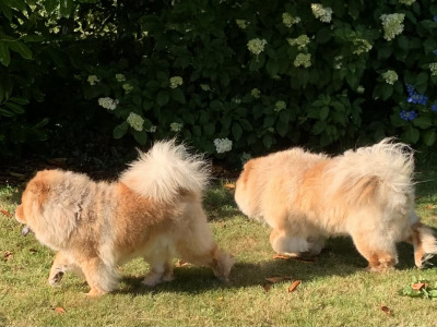 IKC Registered Chow Chows 3 years old 🐻 in Wicklow