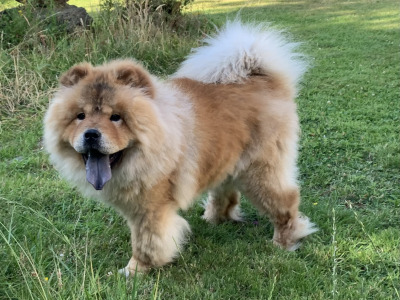 IKC Registered Chow Chows 3 years old 🐻 in Wicklow