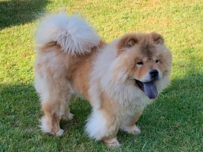 IKC Registered Chow Chows 3 years old 🐻 in Wicklow