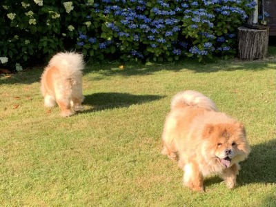 IKC Registered Chow Chows 3 years old 🐻 in Wicklow