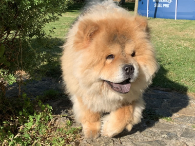 IKC Registered Chow Chows 3 years old 🐻 in Wicklow