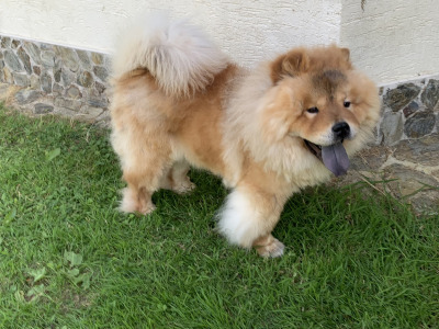 IKC Registered Chow Chows 3 years old 🐻 in Wicklow