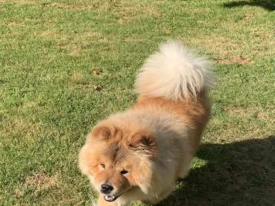 IKC Registered Chow Chows 3 years old 🐻 in Wicklow