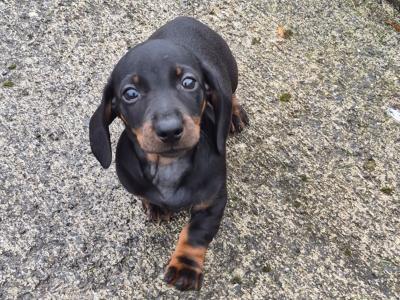 2 female Dachshund puppies in Galway €750