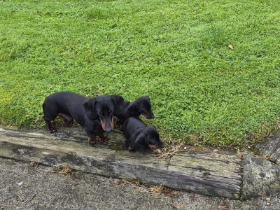 2 female Dachshund puppies in Galway €750