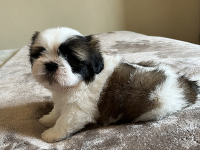 Pedigree Shih Tzu puppies in Galway