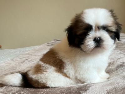 Pedigree Shih Tzu puppies in Galway