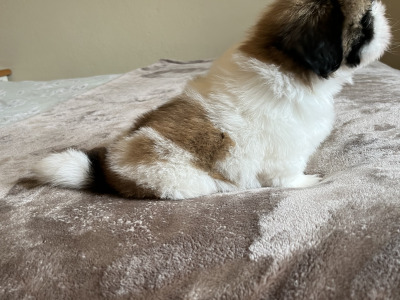 Pedigree Shih Tzu puppies in Galway