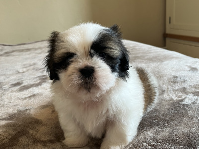 Pedigree Shih Tzu puppies in Galway