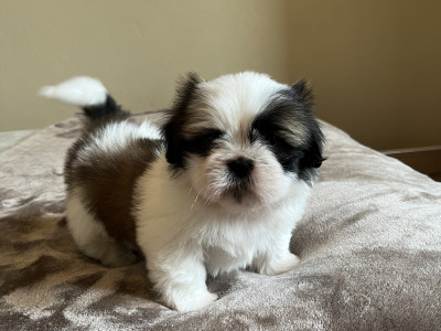 Pedigree Shih Tzu puppies in Galway