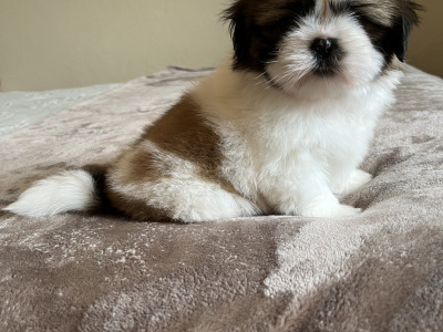 Pedigree Shih Tzu puppies in Galway