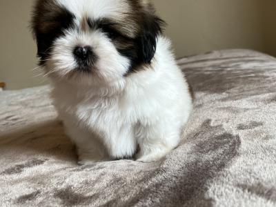 Pedigree Shih Tzu puppies in Galway