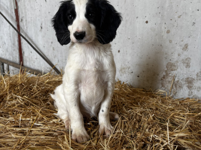 Springer Spaniel puppies in Wexford