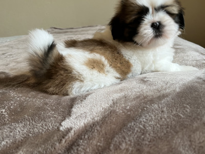 Pedigree Shih Tzu puppies in Galway