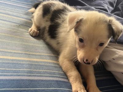 ⭐️LAST 3 left out of 9⭐️well Bred Working Border puppies  🔴cork