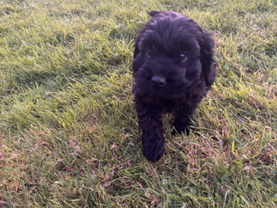 2 Black Miniature Cockapoo puppies for sale  -