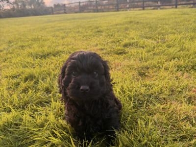 2 Black Miniature Cockapoo puppies for sale  -