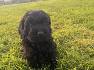 2 Black Miniature Cockapoo puppies for sale  -