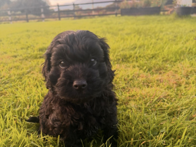 2 Black Miniature Cockapoo puppies for sale  -