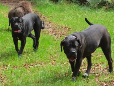 2 female Cane Corso puppies 11 months old in Wexford