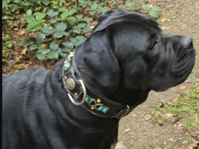 2 female Cane Corso puppies 11 months old in Wexford
