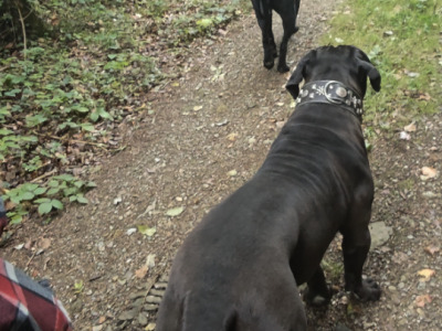 2 female Cane Corso puppies 11 months old in Wexford