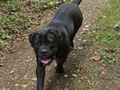 2 female Cane Corso puppies 11 months old in Wexford