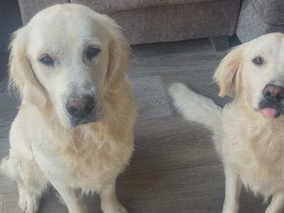 Pedigree , PROVEN IKC Golden Retriever Stud