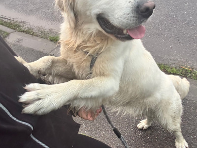Pedigree , PROVEN IKC Golden Retriever Stud