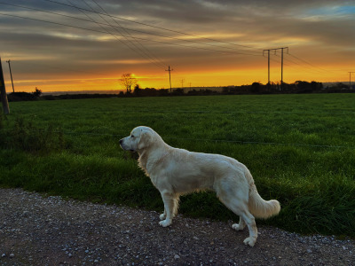 Pedigree , PROVEN IKC Golden Retriever Stud