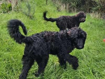 Last two Bordoodle puppies for sale in Mayo