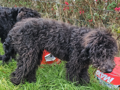 Last two Bordoodle puppies for sale in Mayo