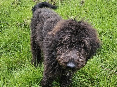 Last two Bordoodle puppies for sale in Mayo