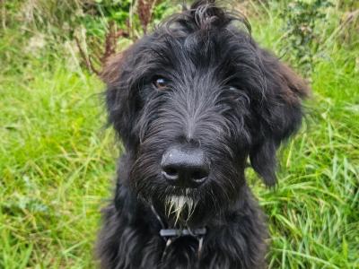 Last two Bordoodle puppies for sale in Mayo