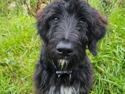 Last Bordoodle pup for sale, Co. Mayo