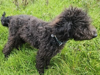 Last two Bordoodle puppies for sale in Mayo