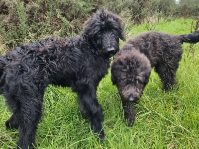 Last two Bordoodle puppies for sale in Mayo
