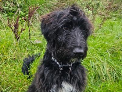 Last two Bordoodle puppies for sale in Mayo