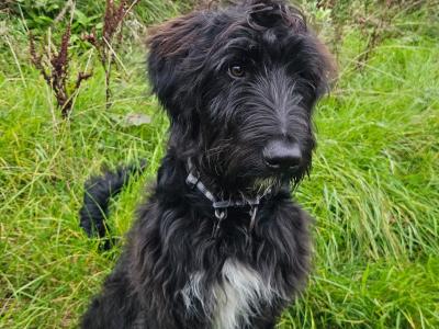 Last two Bordoodle puppies for sale in Mayo