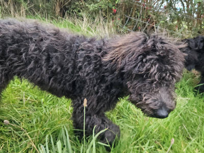 Last two Bordoodle puppies for sale in Mayo