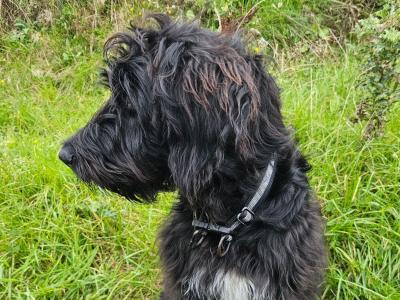 Last two Bordoodle puppies for sale in Mayo