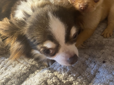 Purebred Chihuahua puppies in Mayo
