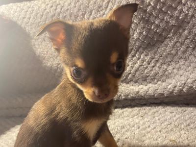 Purebred Chihuahua puppies in Mayo