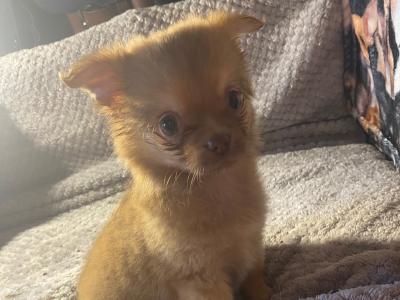 Purebred Chihuahua puppies in Mayo