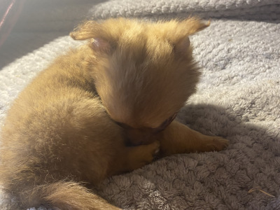 Purebred Chihuahua puppies in Mayo