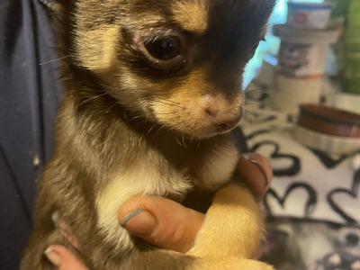 Purebred Chihuahua puppies in Mayo