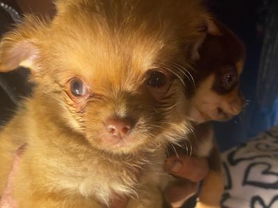 Purebred Chihuahua puppies in Mayo
