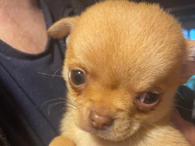 Purebred Chihuahua puppies in Mayo