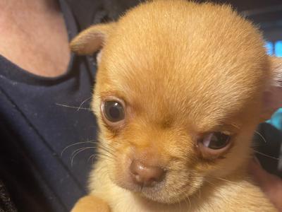 Purebred Chihuahua puppies in Mayo